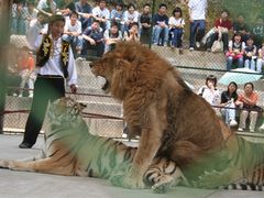 猛兽表演-石燕湖生态旅游景区