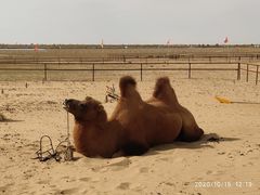 -亿利库布其七星湖沙漠生态旅游区
