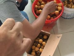 -塘栖枇杷特色园区