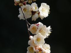 -静安雕塑公园