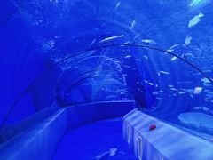 -太平洋海底世界