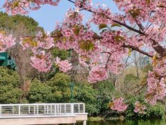 -新江湾城公园