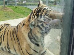 -西霞口神雕山野生动物世界