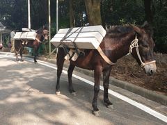 -火炉山森林公园