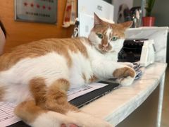 -瑞派申生动物医院·24H夜诊·国际动物医疗中心·骨外科(吴中路店)