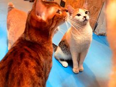 -猫色咖啡·猫咖