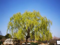 -北京西山国家森林公园