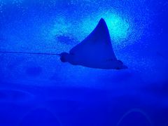 -珠海长隆海洋王国