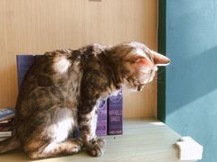 -飞行喵MR PILOT|猫舍·猫咖(静安大融城店)