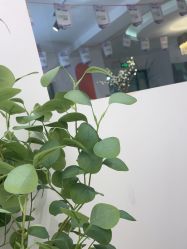 -S庆熙美学皮肤管理