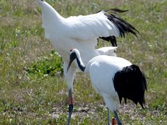 -盐城丹顶鹤湿地生态旅游区