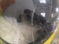 -北京观赏动物医院·24小时大型综合·猫专科·异宠专科