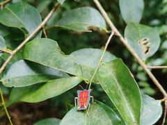-中国科学院西双版纳热带植物园
