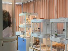 -翊宠yipet猫狗购宠庄园犬舍•猫舍