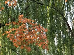 -秋霞圃
