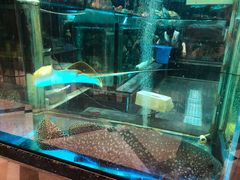 水产区-金翠皇宫粤菜·点心·海鲜(科技园店)