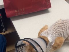 -瑞派康怡24h宠物医院·犬猫医疗中心·微创绝育(瑞景分院)