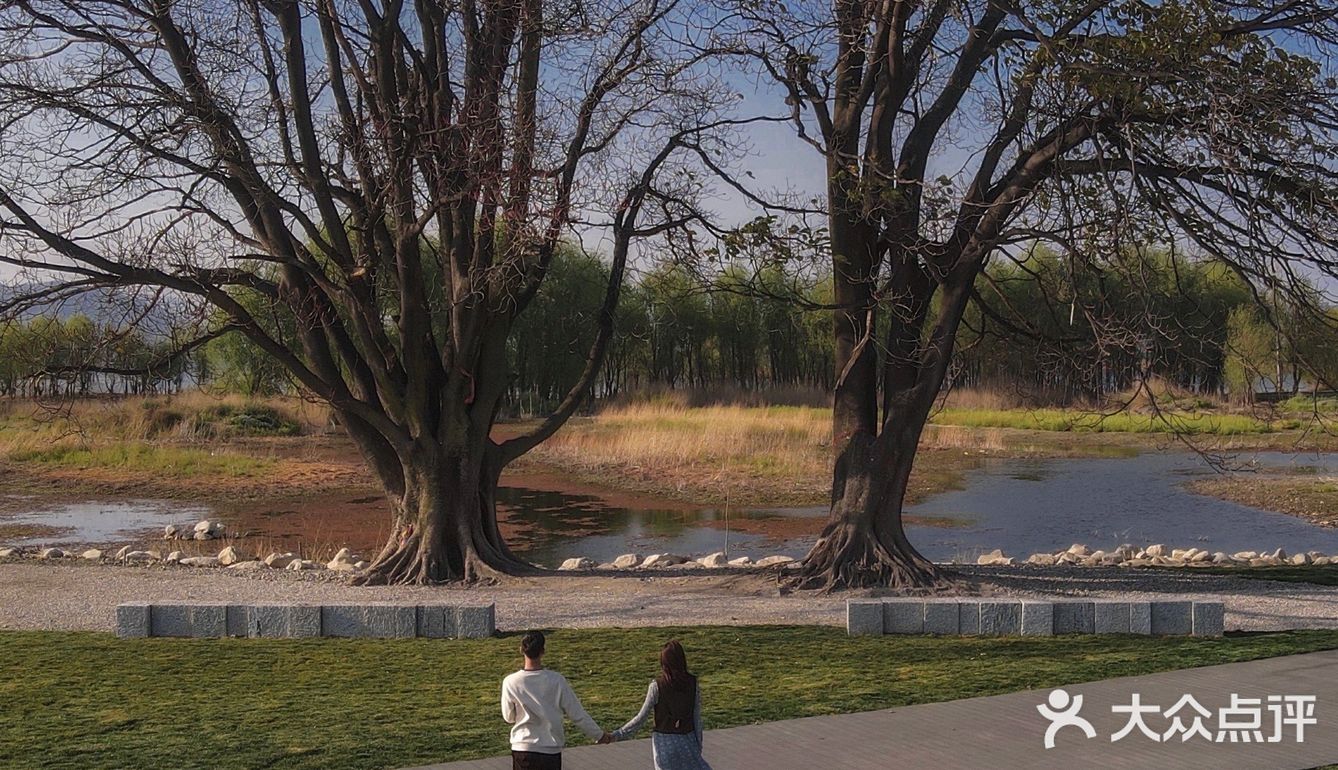 大理i 洱海边上 遇见浪漫夫妻树