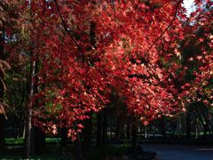 -上海共青森林公园