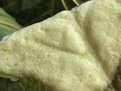 豆浆馍馍-叶婆婆豆浆馍馍