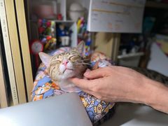 -凯特喵百思猫专科医院