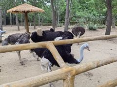 -大连森林动物园