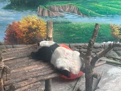 -青藏高原野生动物园