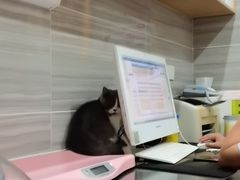 -瑞派名望志远动物医院·猫科·內科·异宠专科(直港大道店)