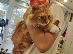 -平行世界·猫咖(首经贸店)