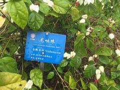 -中国科学院西双版纳热带植物园