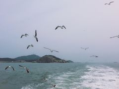 -长岛万鸟岛