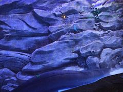 -芜湖新华联大白鲸海洋公园