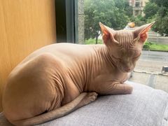 -CAT’S MEWSTAR CAFE·喵星球猫屋(晴湾咖啡店)