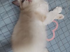-老吴的猫·猫舍(新区店)