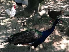 -泉州海丝野生动物世界