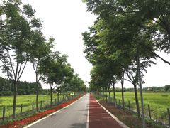 -上海长兴岛郊野公园