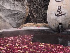 -金孔雀温泉旅游度假村