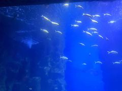 -西安曲江海洋极地公园