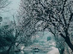 -杏花村文化旅游区