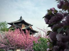 -西安青龙寺遗址景区