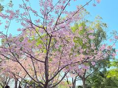-新江湾城公园