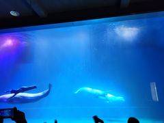 -芜湖新华联大白鲸海洋公园