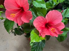 -秦美花卉(天朗·莱茵小城2期店)