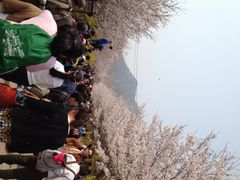 樱花山风景区-樱花山风景区