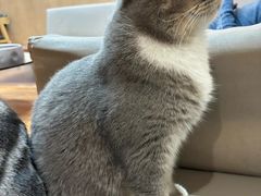 -MOCHA明星猫咖(田子坊店)
