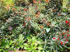 -深圳仙湖植物园