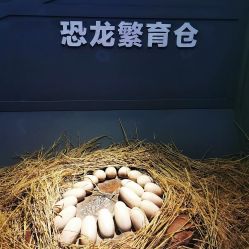 -恐龙探索乐园(磁器口店)