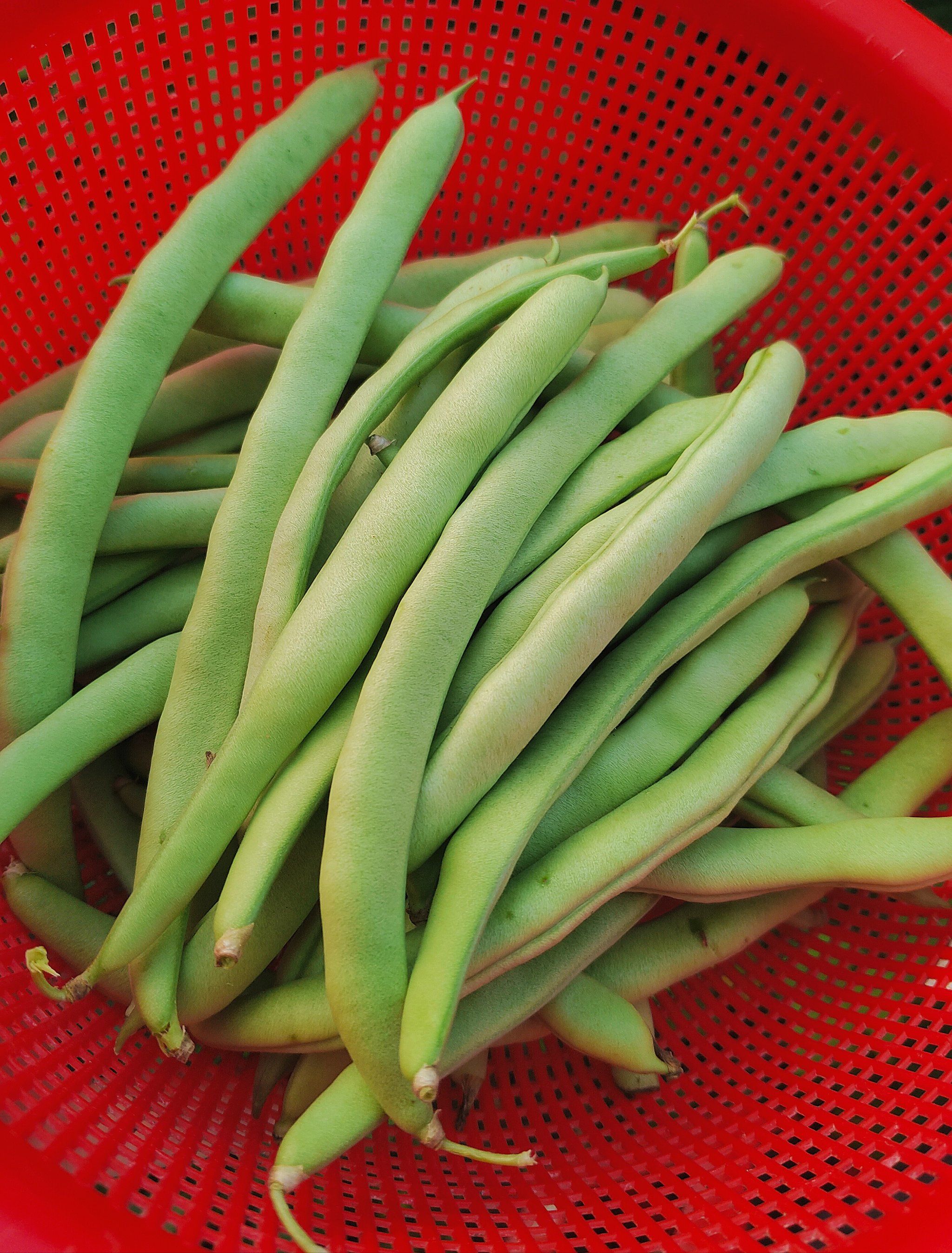 新鲜蔬菜开胃好搭档