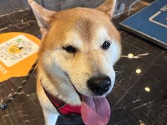 -宠颐生斯嘉宠物医院·急重症·心内科(谷阳北路分院)