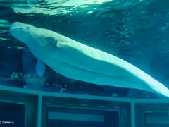 -上海海昌海洋公园-冰山北极馆